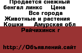 Продается снежный бенгал(линкс) › Цена ­ 25 000 - Все города Животные и растения » Кошки   . Амурская обл.,Райчихинск г.